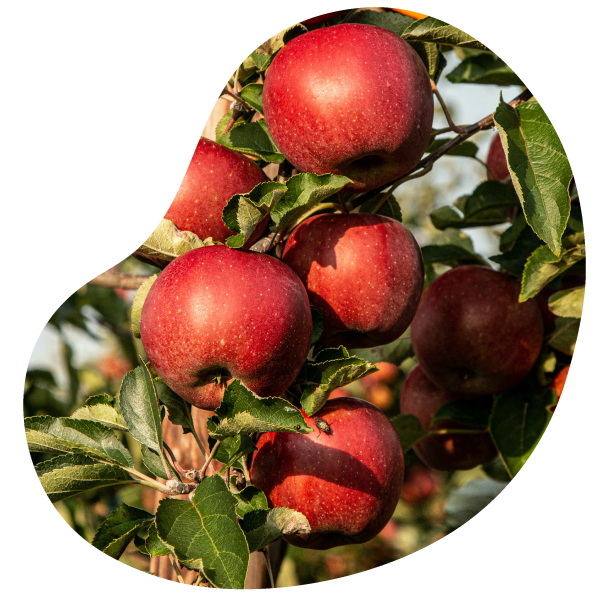 variétés de pommes produits au vergers d'apremont